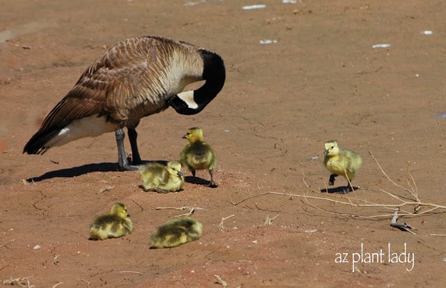 signs of spring 