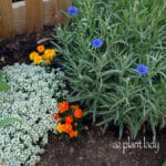 Alyssum, Marigold