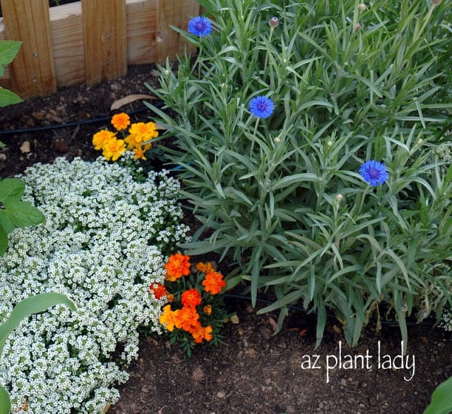 Alyssum, Marigold