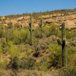 Sonoran Desert