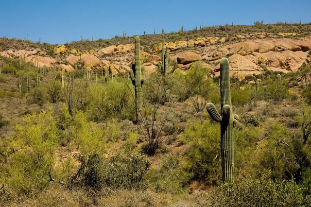 Sonoran Desert