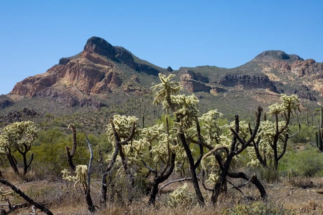 Sonoran Desert