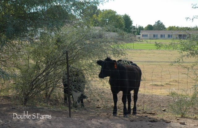 cattle 