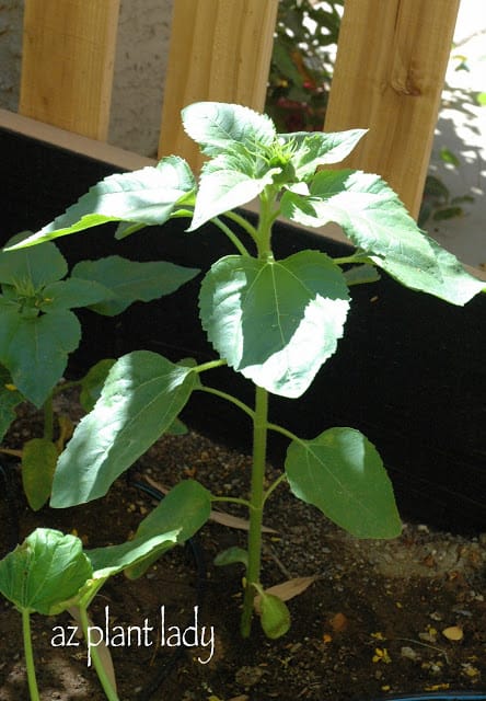 my vegetable garden