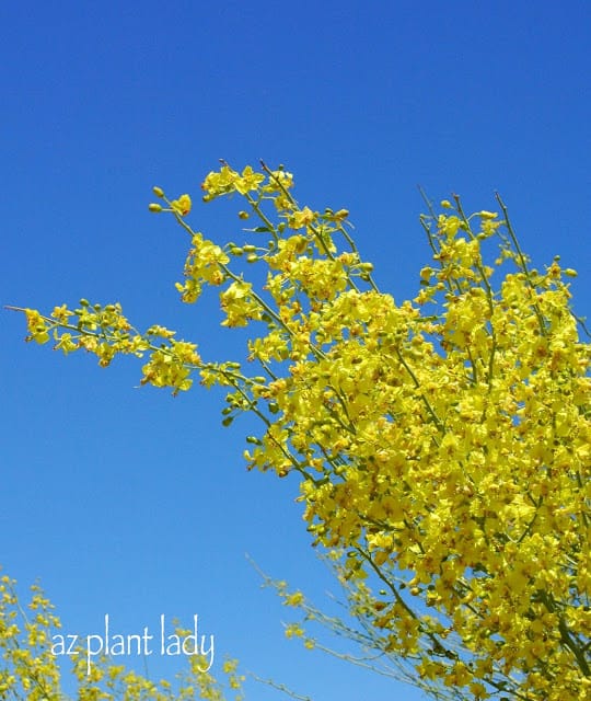 Yellow Blossoms