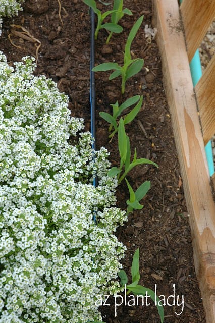 Young corn seedlings.