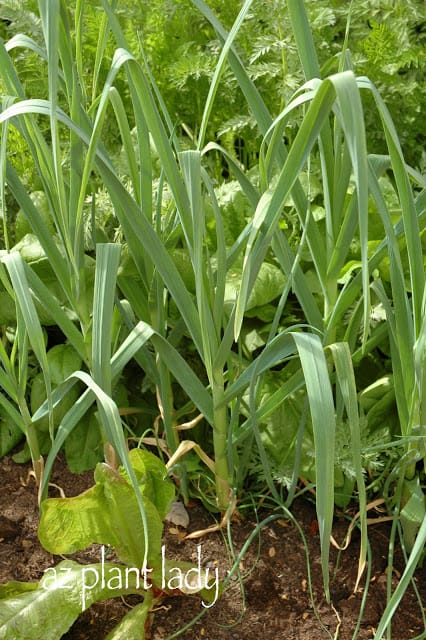 Winter and Summer Vegetables