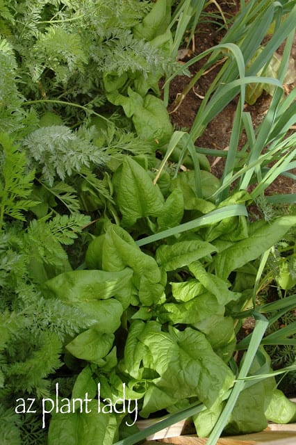 Winter and Summer Vegetables