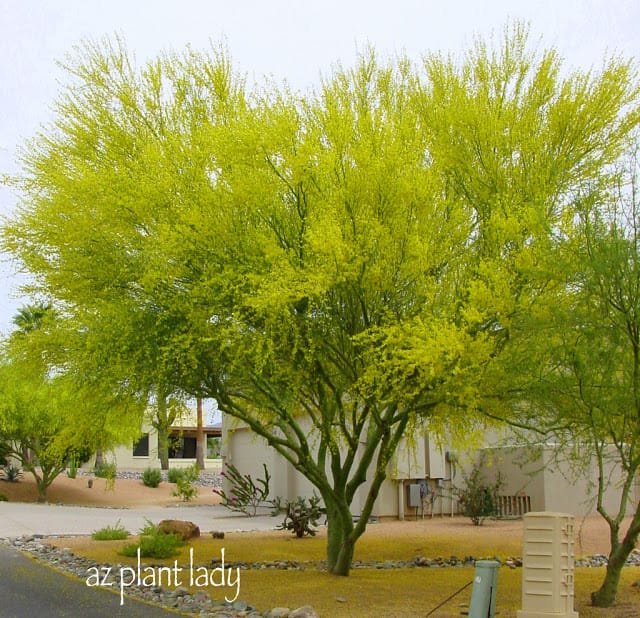 Gorgeous display of yellow 