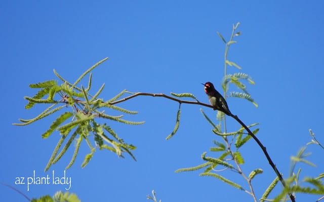 An Anna's Hummingbird perched in a Mesquite tree