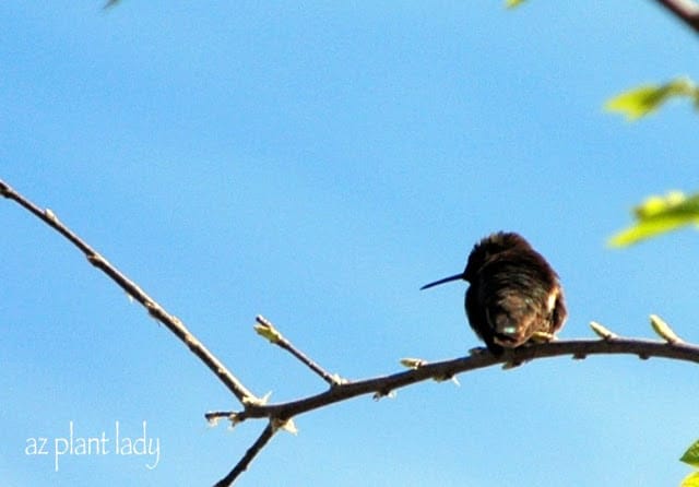 An Ash tree is the perfect perch for this little hummer