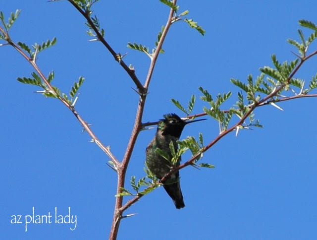 Costa's Hummingbird in an Acacia tree