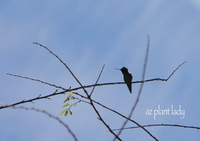 Local Riparian Preserve