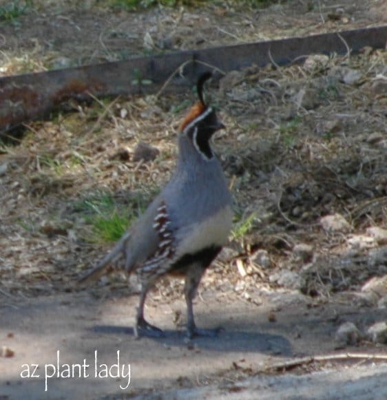 Gambel's Quail