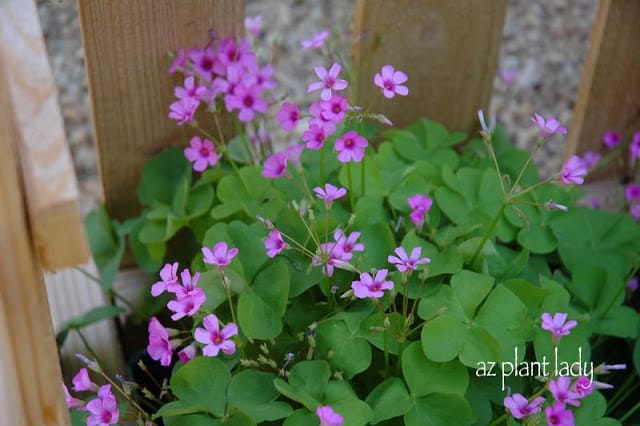  Pink Oxalis 