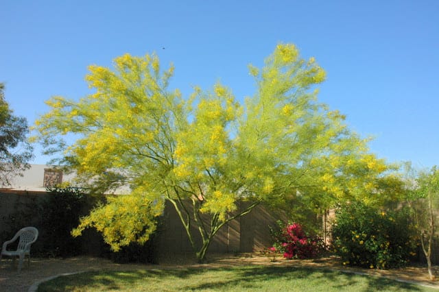 Gorgeous display of yellow 