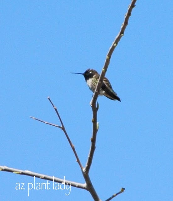 Black-Chinned Hummingbird 