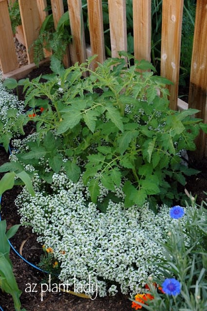 Alyssum growing beneath a San Marzano tomato plant.