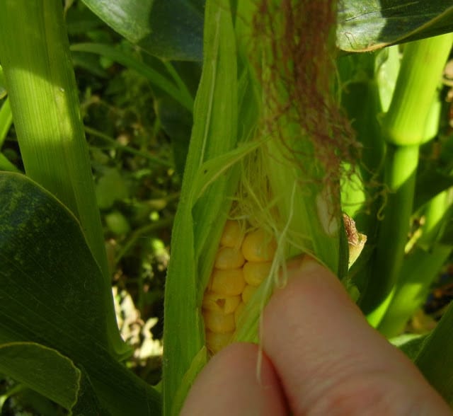 My corn was ready to harvest