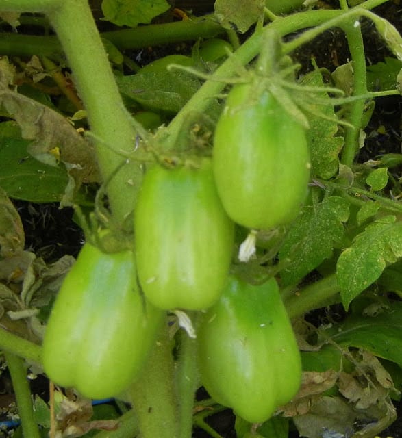 green tomatoes