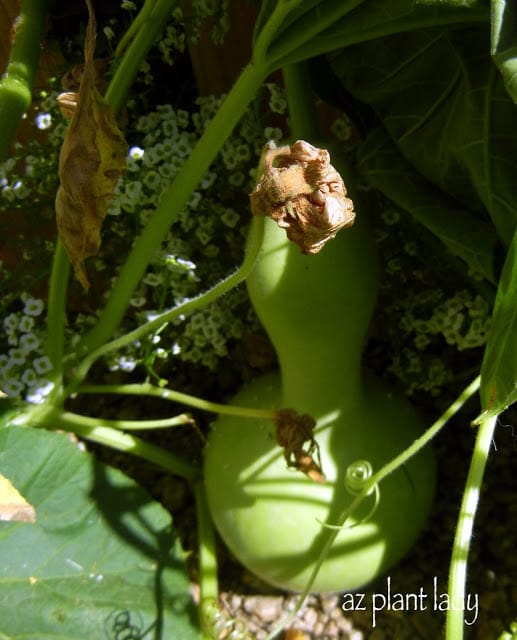 Gourds