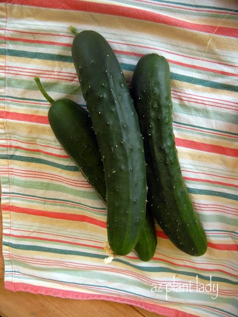  ripe cucumbers