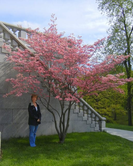  flowering trees