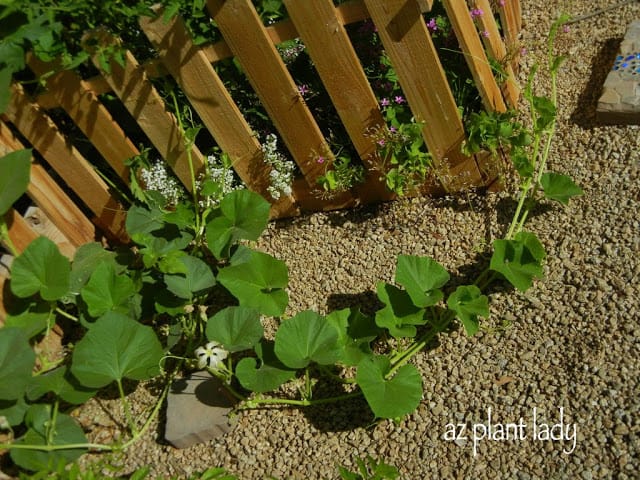 My vegetable garden has gone crazy