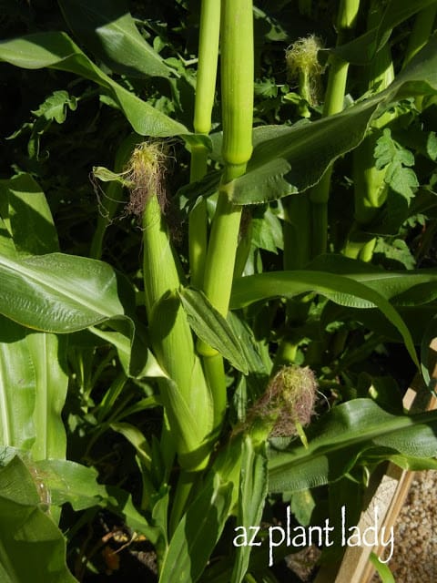 Vegetable Garden Gone Crazy...