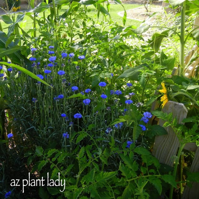 Vegetable Garden Gone Crazy...