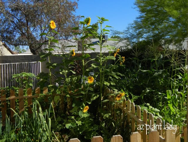 Vegetable Garden Gone Crazy