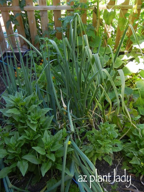 Old spinach growing in front of my garlic plants