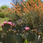 Low Desert Gardens, Beavertail Prickly Pear and Globe Mallow