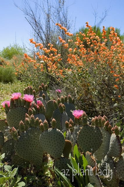 Low Desert Gardens, Beavertail Prickly Pear and Globe Mallow