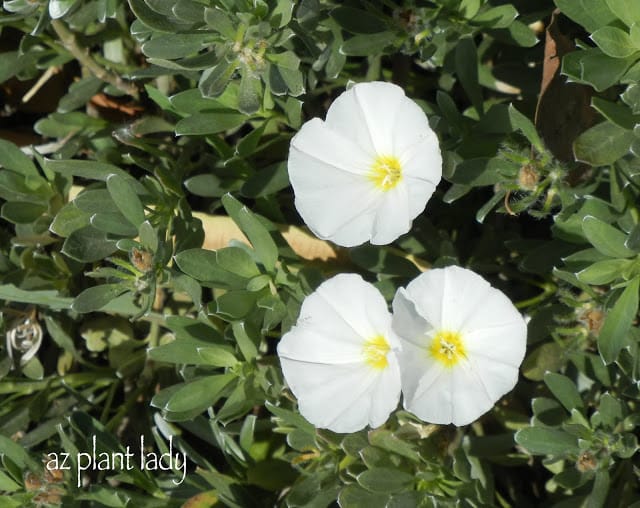 Bush Morning Glory 