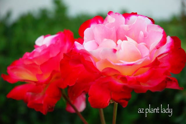 'Double Delight' Roses