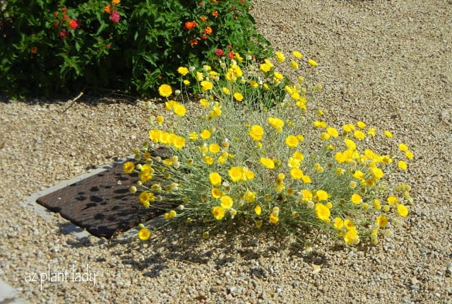 Desert Marigold starting to bloom