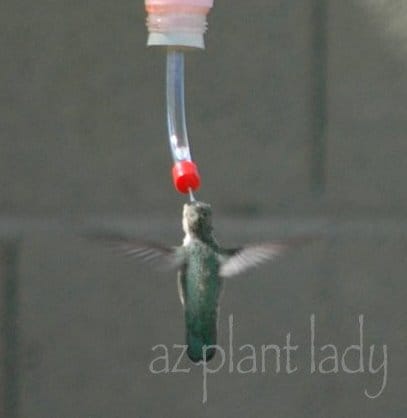 Hummingbird Feeder