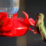 Hummingbird Feeder