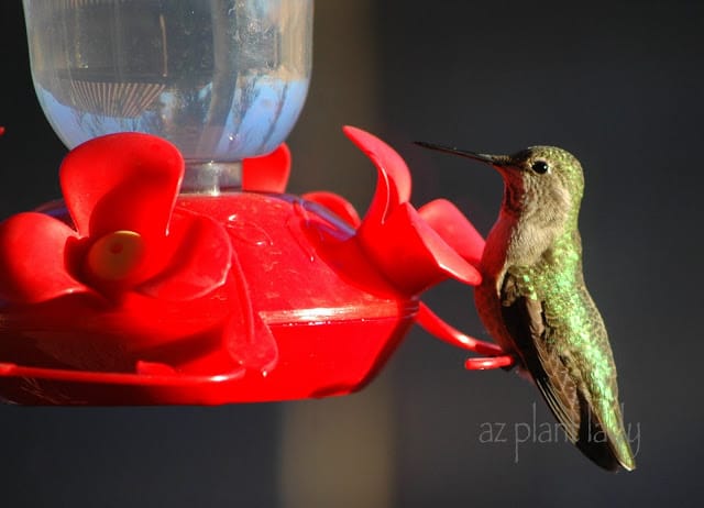 Hummingbird Feeder