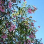 Desert Willow (Chilopsis linearis)