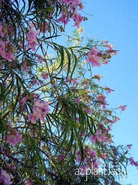 Desert Willow (Chilopsis linearis)