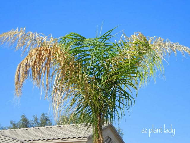 frost damaged Queen Palm