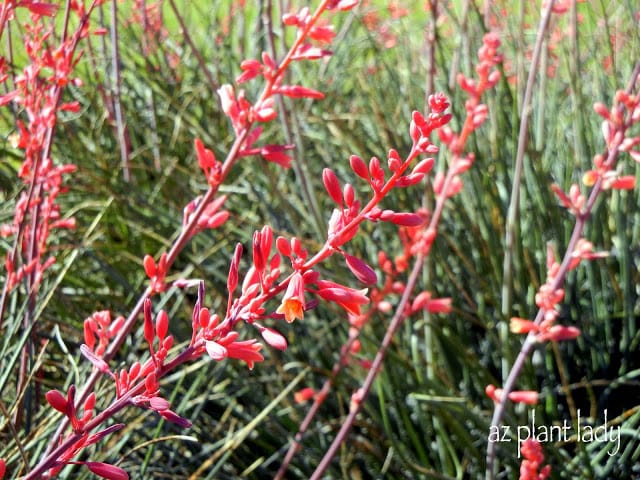 gorgeous flowers