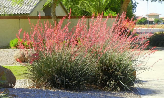 Red Yucca Archives - Desert Gardening 101