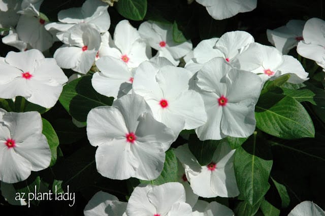 White Vinca