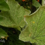 spider mites