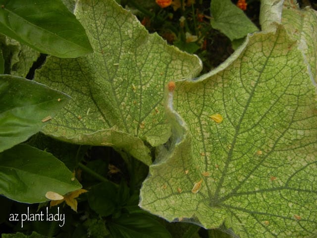 spider mites