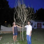 Frost-Damaged Tree