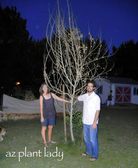 Frost-Damaged Tree